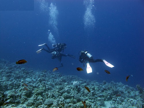 Киви Риф (Kiwi Reef)